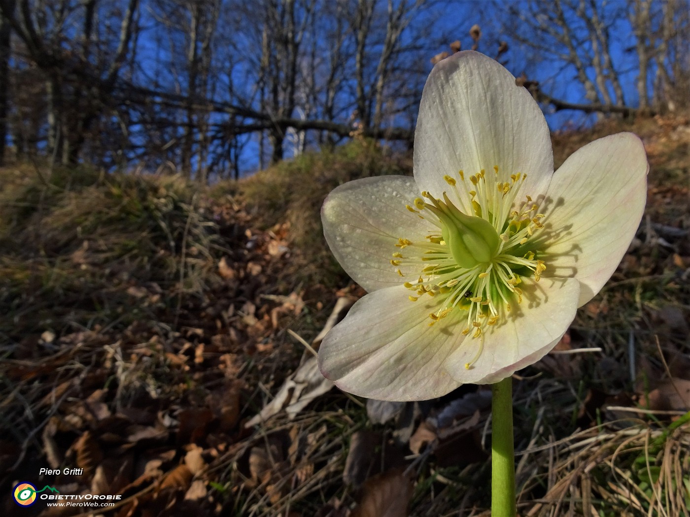 16 Helleborus niger (Elleboro) in fruttescenza.JPG